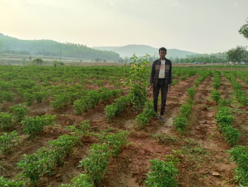 जशपुर-खेती की उन्नत विधि से जुड़कर मिर्च उत्पादन से किसान कमा रहे अच्छा मुनाफा किसान प्रसन्न एक्का मिर्च विक्रय से साल में 1 लाख रुपए तक कमा लेते है 1 1747139932 d110a815956c9cea5dab 1