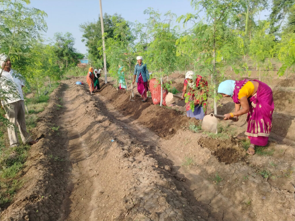 रायपुर : सुपर फुड मुनगा से कोकड़ी की महिलाओं को रही लाखों की कमाई 1 1749026267 41833a82680ab150964c