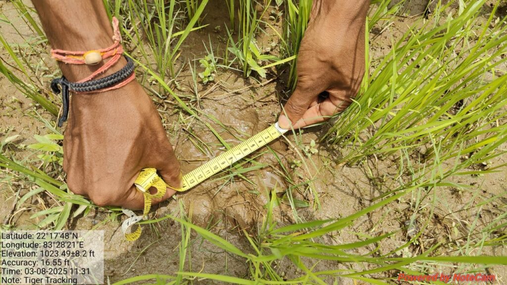 घरघोड़ा: केनापारा गांव में शेर की आहट!खेत-खलिहानों में मिले ताज़ा पदचिह्न, वन विभाग की टीम अलर्ट 2 IMG 20250803 WA0022