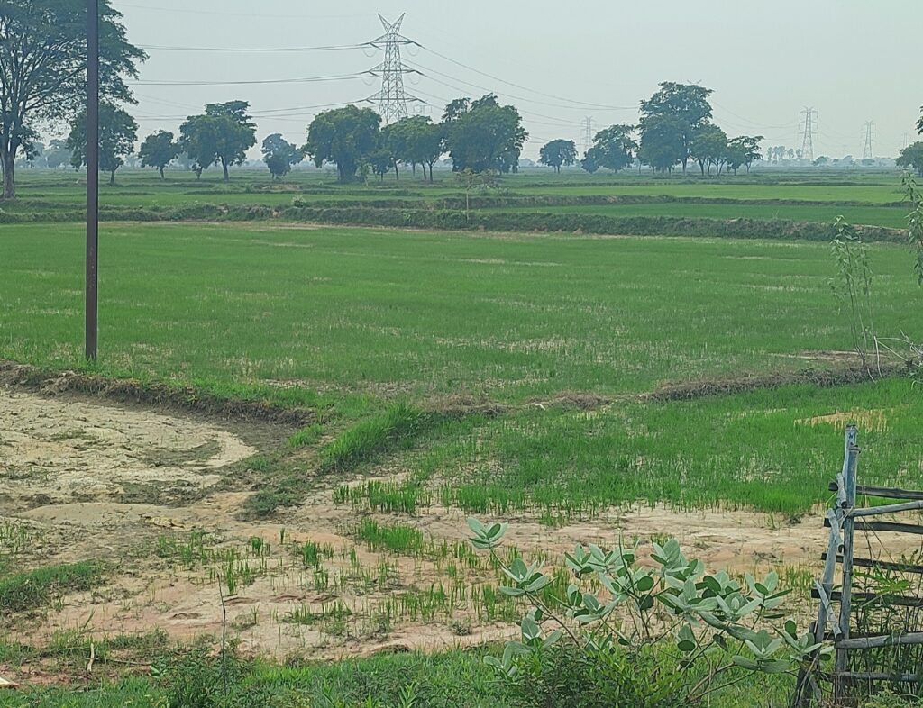 बारिश की बेरुखी से चिंतित किसान—सूखी धरती पर उम्मीद की नज़र 1 IMG 20250811 195950
