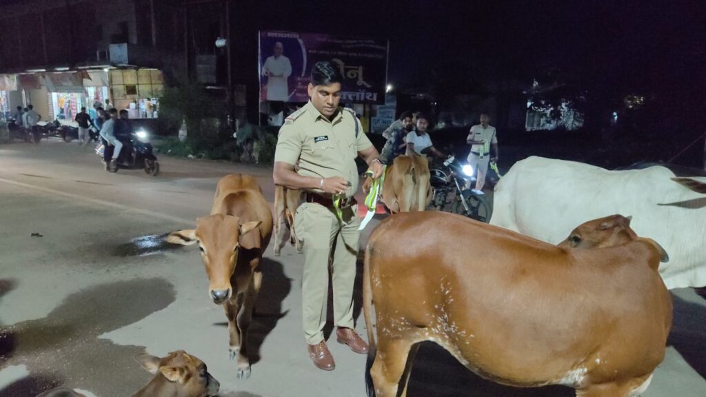 सड़क सुरक्षा में घरघोड़ा पुलिस की सराहनीय पहल, मवेशियों के गले में लगाए गए रेडियम कॉलर टैग 3 1000514799