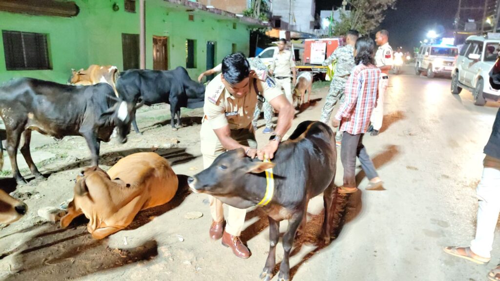 सड़क सुरक्षा में घरघोड़ा पुलिस की सराहनीय पहल, मवेशियों के गले में लगाए गए रेडियम कॉलर टैग 2 1000514804