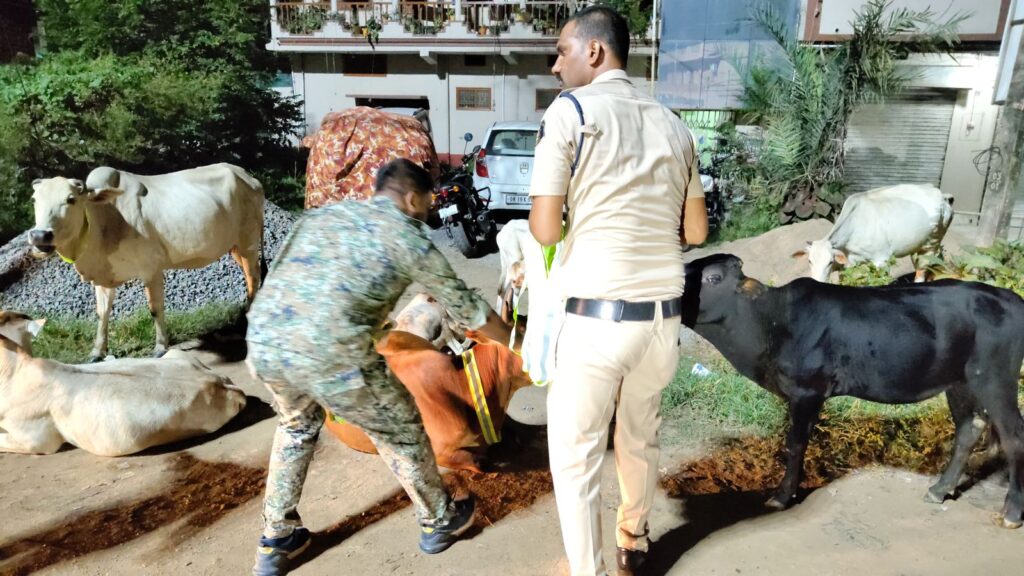 सड़क सुरक्षा में घरघोड़ा पुलिस की सराहनीय पहल, मवेशियों के गले में लगाए गए रेडियम कॉलर टैग 4 1000514816
